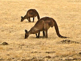 Za klokany na Kangaroo Island